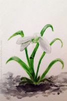 Snowdrop